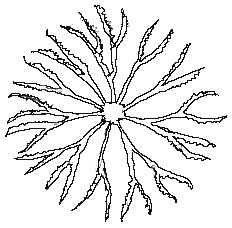 Ceratophyllum-demersum-z.jpg
