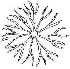 Ceratophyllum-demersum-z.jpg