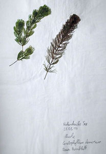 Ceratophyllum_demersum_H-hoch_k.jpg