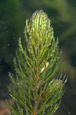 Ceratophyllum_demersum_pj_015_XL_k.jpg