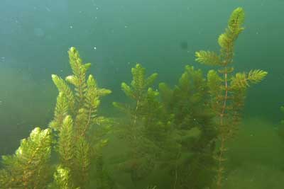 Ceratophyllum_demersum_pj_067_XL_k.jpg