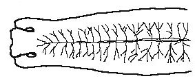 Dendrocoelum-lacteum-z