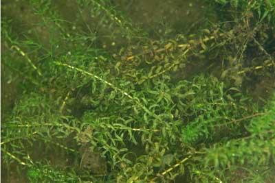 Elodea_nuttallii_pj_047_XL_k.jpg