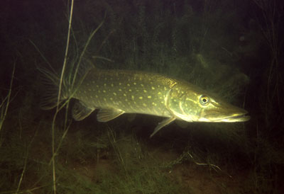 Esox lucius_pj_002_XL_k