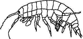 Gammarus-tigrinus-z.jpg