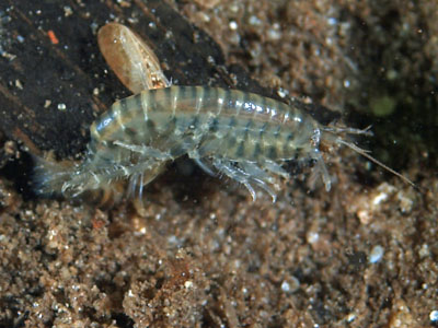 Gammarus_tigrinus_pj_015_XL_k.jpg