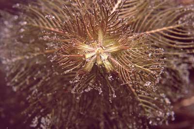 Myriophyllum_spicatum_pj_004_XL_k.jpg