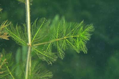 Myriophyllum_spicatum_pj_014_XL_k.jpg