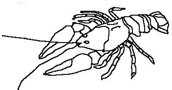 Orconectes-limosus-z.jpg