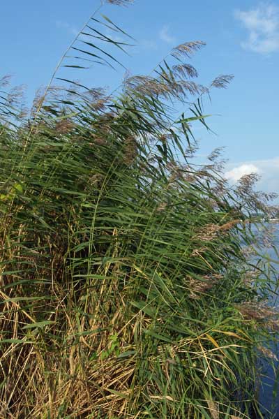 Phragmites_australis_pj_002_XL_k.jpg