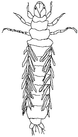 Phryganea_grandis_Larve-z.jpg