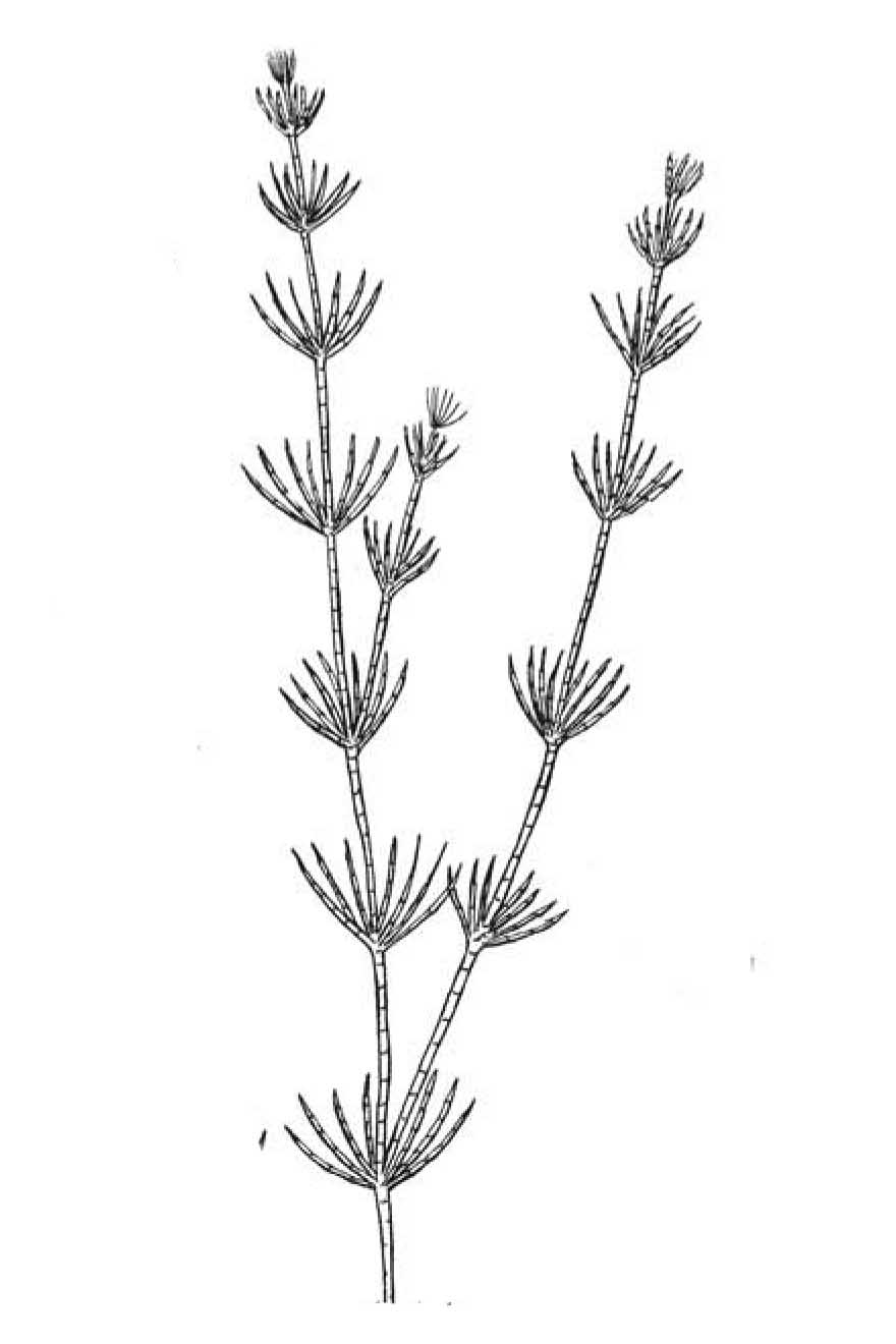 Feine Armleuchteralge hohendeichersee.info