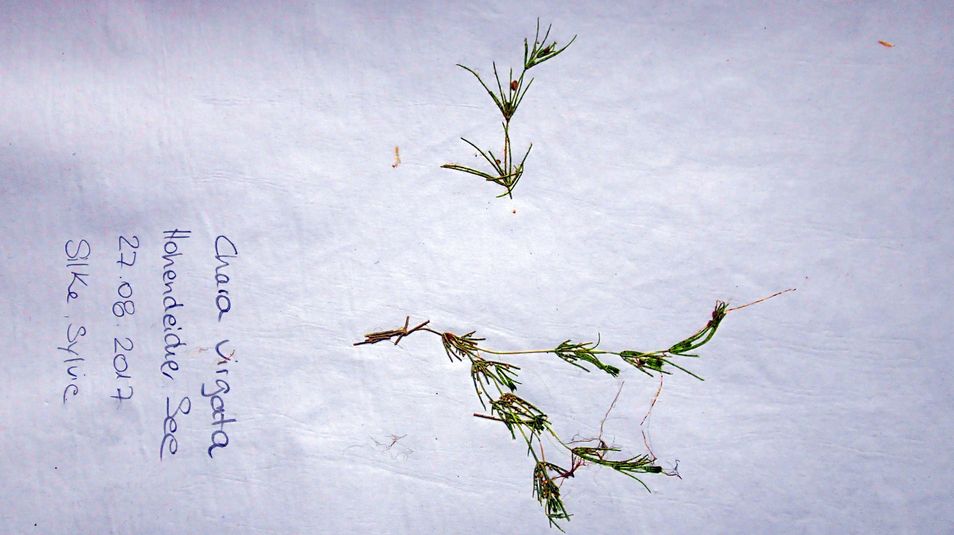 Chara_virgata_H_quer.jpg