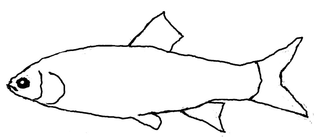 Aland_3.jpg