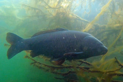 Cyprinus_carpio_SchuppenHV_001_XL_k.jpg