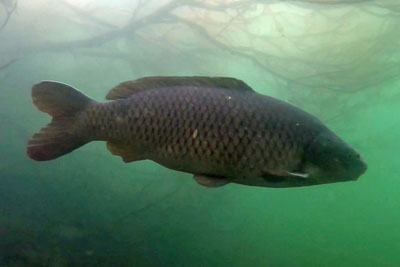 Cyprinus_carpio_SchuppenHV_002_XL_k.jpg