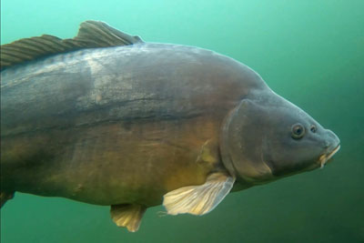 Cyprinus_carpio_SpiegelHV_001_XL_k.jpg