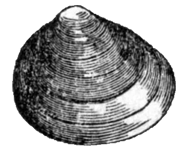 P. noveboracense_Euglesa casertana
