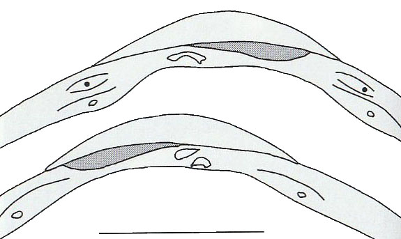 Pisidium_casertanum_Schloß_transp