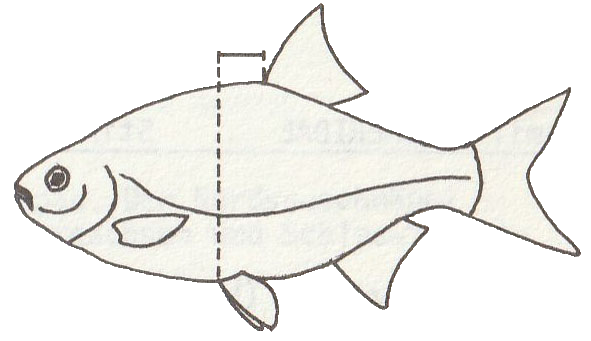 Rotfeder_3 Scardinius erythrophthalmus