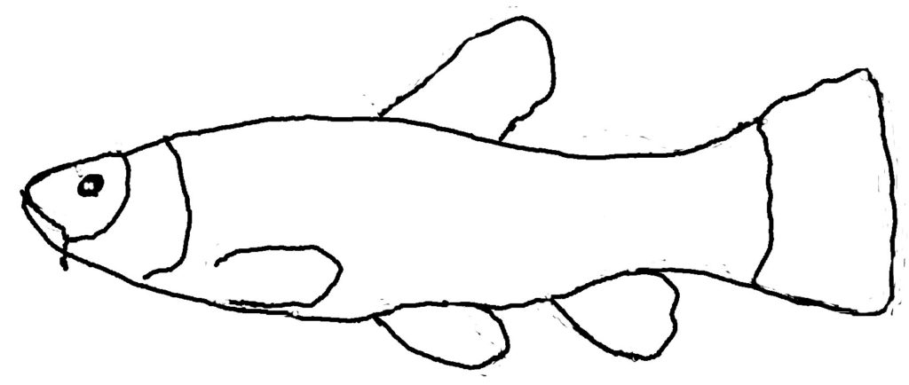 Schleie_3.jpg