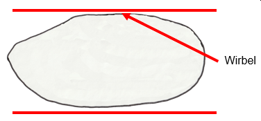 Anodonta cygnea neu Schema