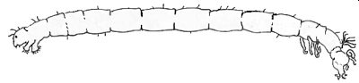 Chironomus riparius_6_XL_k