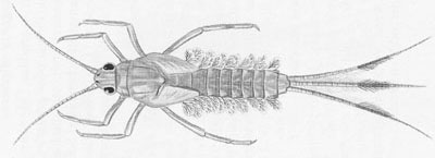 Cloeon_dipterum_1