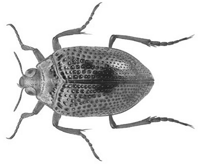 Peltodytes_caesus_XL_k