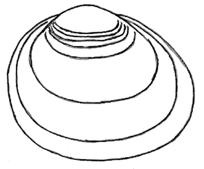 Pisidium_nitidum_außen_rechts_k