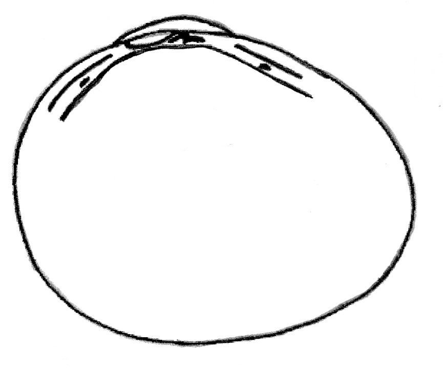 Pisidium_nitidum_innen_links