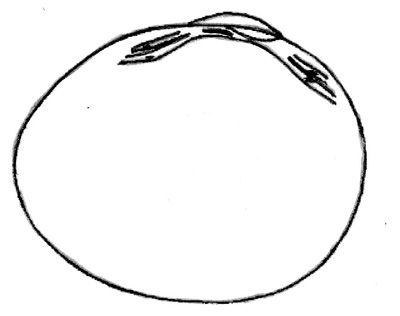 Pisidium_nitidum_innen_rechts_k