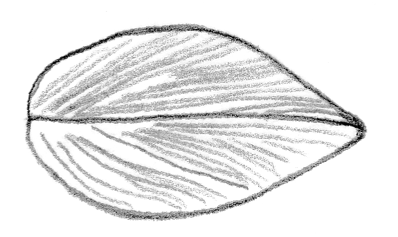 Zeichnung_Dreikant-Muschel_Seite