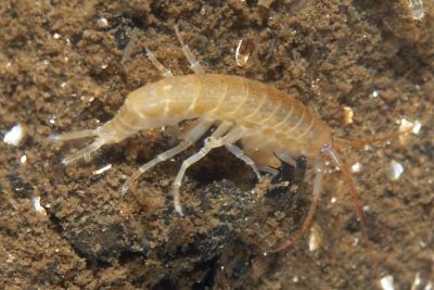 Gammarus_pulex_pj_003_XL_k.jpg