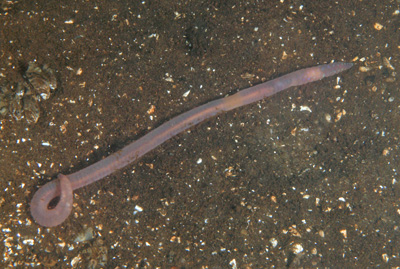 Lumbriculus_variegatus_011_XL_k.jpg