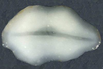 unbek.Wurm_025_unten_XL_k.jpg