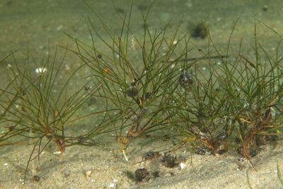 Potamogeton_pectinatus_pj_004_XL_k.jpg
