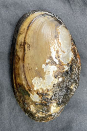 Anodonta_anatina_pj_006_XL_k.jpg