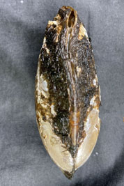 Anodonta_anatina_pj_008_XL_k.jpg