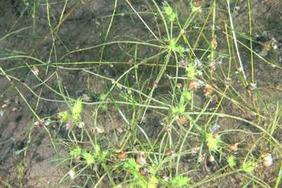 Tolypella_prolifera_pj_Abschn1_009_XL_k.jpg